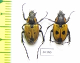 Campulipus limbatus, pair  South Africa Rep. - INSECTS-STORE.RU