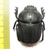 Kheper sp.  South Africa Rep. - INSECTS-STORE.RU