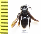 Hymenoptera sp.  Uzbekistan - INSECTS-STORE.RU