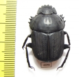 Kheper sp.  South Africa Rep. - INSECTS-STORE.RU