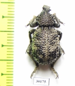 Brachyceridae sp.1  South Africa Rep. - INSECTS-STORE.RU
