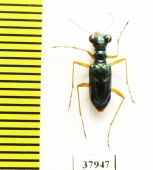 Tetracha coeruleus  Indonesia, Sumatra - INSECTS-STORE.RU