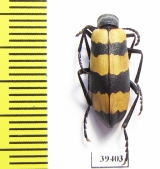 Mylabris groschkei  Iran, Kerman prov. - INSECTS-STORE.RU