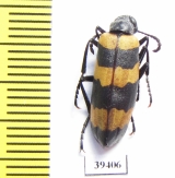 Mylabris groschkei  Iran, Kerman prov. - INSECTS-STORE.RU