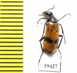 Hycleus schauffelei  Iran, Sistan prov. - INSECTS-STORE.RU