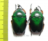 Trigonophorus nepalensis, pair  China - INSECTS-STORE.RU
