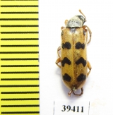 Hycleus pakistanus  Iran, Sistan prov. - INSECTS-STORE.RU