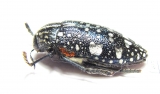 Julodis humeralis  South Africa Rep. - INSECTS-STORE.RU