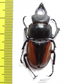 Neolucanus fuscus zongguo  China, Guangxi prov.  - INSECTS-STORE.RU