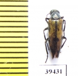 Mylabris lucens  Tajikistan - INSECTS-STORE.RU