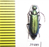 Lytta stygica  USA - INSECTS-STORE.RU