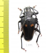 Calocomus desmaresti  Argentina - INSECTS-STORE.RU