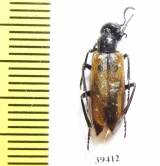 Meloidae sp.  Afghanistan - INSECTS-STORE.RU