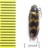 Mylabris excisofasciata  Tajikistan - INSECTS-STORE.RU