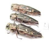 Chrysobothris chrysostigma, pair  Russia, Tver reg. - INSECTS-STORE.RU
