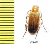 Zonitis ballioni  Tajikistan - INSECTS-STORE.RU