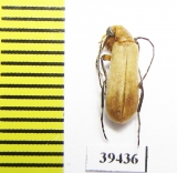 Meloidae sp.  Iran, Hormozgan prov. - INSECTS-STORE.RU