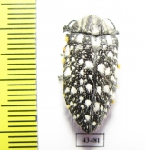 Julodis sulcicollis  South Africa Rep. - INSECTS-STORE.RU