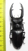 Hexarthrius mandibularis sumatranus  Indonesia, Sumatra  95mm - INSECTS-STORE.RU