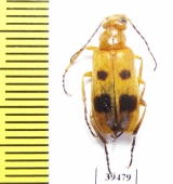 Euzonitis spectabilis  Tajikistan - INSECTS-STORE.RU