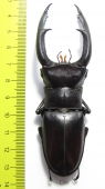 Hexarthrius mandibularis sumatranus  Indonesia, Sumatra  102mm - INSECTS-STORE.RU