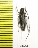 Agapanthia sp.  Turkey - INSECTS-STORE.RU