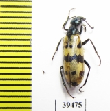 Mylabris mongolica  Mongolia - INSECTS-STORE.RU