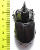 Trichogomphus martabani  Thailand  55mm - INSECTS-STORE.RU