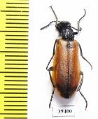 Lydus tarsalis  Jordan - INSECTS-STORE.RU