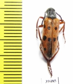 Mylabris undecimpunctata  Tajikistan - INSECTS-STORE.RU