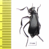 Phodaga alticeps  USA - INSECTS-STORE.RU