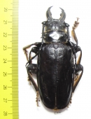 Anthracocentrus beringei  Tanzania  77mm - INSECTS-STORE.RU