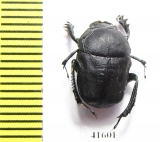 Gymnopleurus mopsus  Russia, Ingushetia reg. - INSECTS-STORE.RU