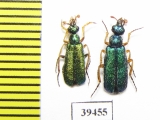 Cerocoma sp., pair  Iran, Qazvin prov. - INSECTS-STORE.RU