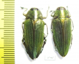 Buprestidae sp., pair  Cameroon - INSECTS-STORE.RU