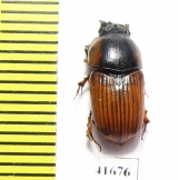 Aphodius scrutator  Russia, Ingushetia reg. - INSECTS-STORE.RU