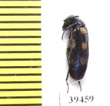 Mylabris marakensis  Afghanistan - INSECTS-STORE.RU