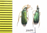 Cerocoma bernhaueri, pair  Iran, Gilan prov. - INSECTS-STORE.RU