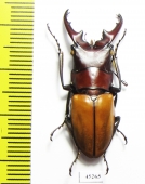 Cyclommatus pahangensis chiangmaiensis  Thailand  34mm - INSECTS-STORE.RU