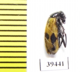 Mylabris quinqueplagiata  Afghanistan - INSECTS-STORE.RU