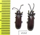 Chrysomelidae sp.  Thailand - INSECTS-STORE.RU