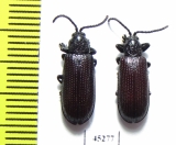 Chrysomelidae sp.  Thailand - INSECTS-STORE.RU