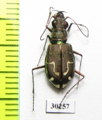 Cicindela hirticollis gravida  USA - INSECTS-STORE.RU