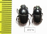 Scarabaeinae sp.  Thailand - INSECTS-STORE.RU