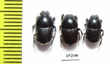 Scarabaeinae sp.  Thailand - INSECTS-STORE.RU