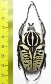 Goliathus albosignathus kirkianus  Tanzania 52mm - INSECTS-STORE.RU
