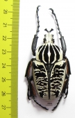 Goliathus albosignathus kirkianus  Tanzania 51mm - INSECTS-STORE.RU
