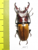 Cyclommatus pahangensis chiangmaiensis  Thailand  35mm - INSECTS-STORE.RU