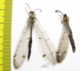 Myrmeleontidae sp.  Russia, Astrakhan reg. - INSECTS-STORE.RU