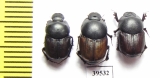 Onthophagus gibbosus koshantschikoffi, pair  Uzbekistan - INSECTS-STORE.RU